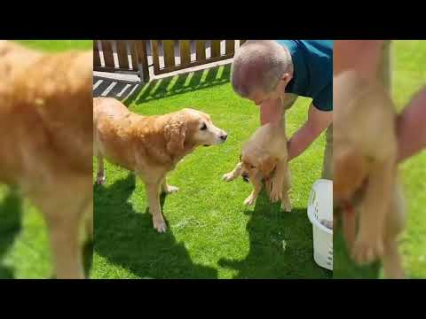 All Time Best Funny Pet Videos | Cute Funny Paws