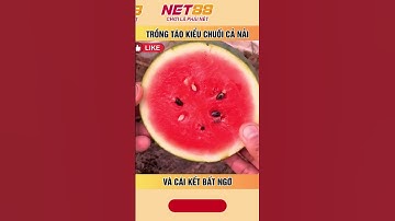 Trồng táo kiểu chuối cả nải và cái kết bất ngờ #net88media