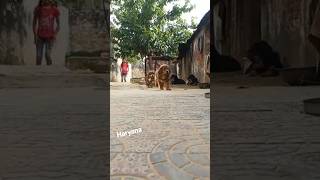 Tibetan Mastiff Puppy in India || 9813510099 #shorts