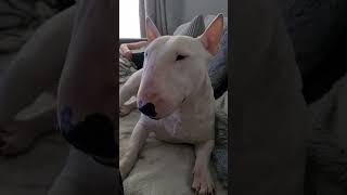 Mini Bull Terrier Luna On Repeat. 1 Billion Views
