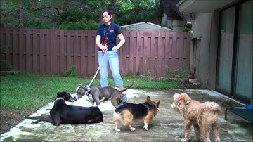 Introducing a Dog Reactive Dog - Take the Lead K9 Training