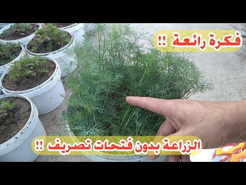 نجاح الزراعة فى اوعية غير مثقوبة بدون فتحات تصريف