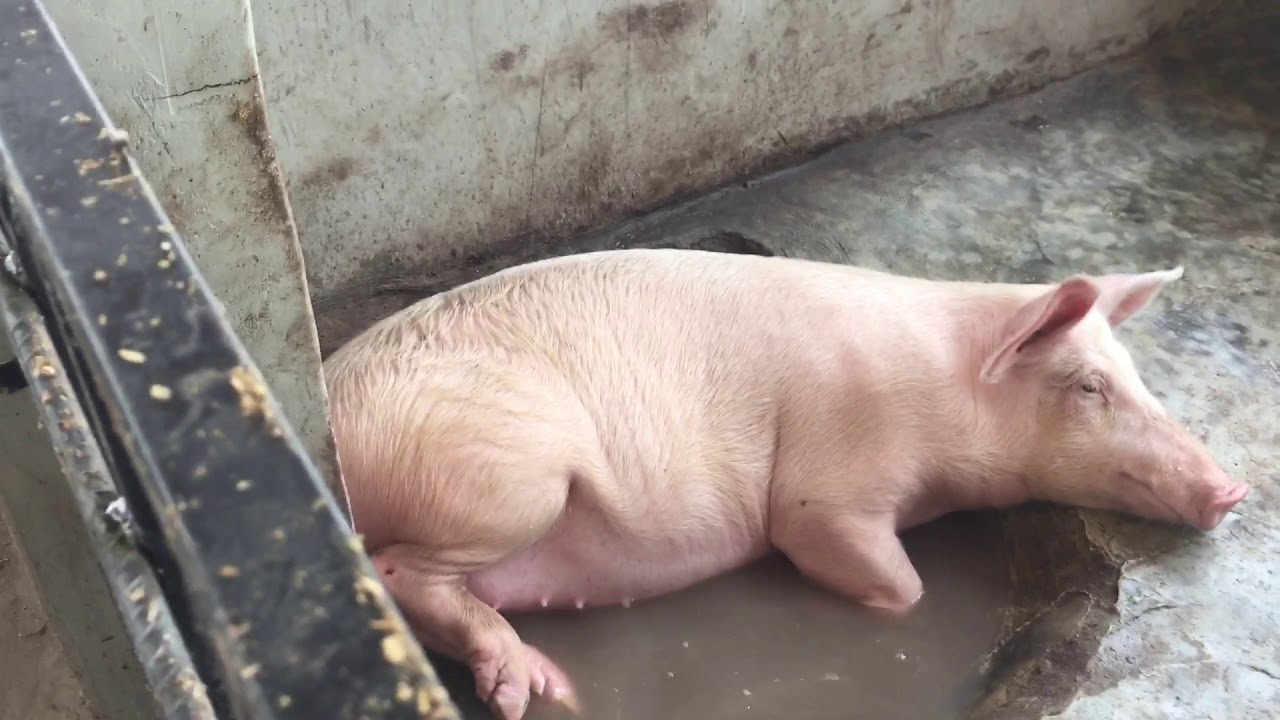 AgroAngels Starting Pig Farm In Nigeria YouTube agroangels-starting-pig-farm-in-nigeria-youtube