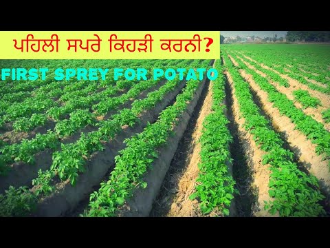 वीडियो: आलू की किस्में चुनना। भाग 3