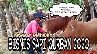 BISNIS SAPI QURBAN 2020 - #BisnisSapiQurban2020