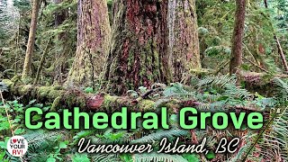Visiting a Grove of Giant Trees on Vancouver Island - Cathedral Grove, MacMillan Provincial Park, BC