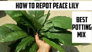 How to repot PEACE LILY (best potting mix)