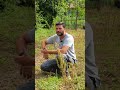 #agricolturarigenerativa nella mia azienda agricola #percore #galline #orto #natura