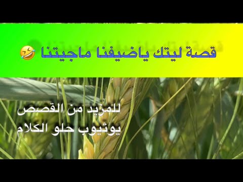 517 قصة ليتك ياضيفنا ماجيتنا