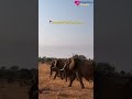 🐘 Kenya Safari Adventure | Wildest Journey of a Lifetime 🌍