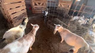 Goat Hierarchy, what is it/does it matter | Goat herd Queen, nobody dies if she makes a bad decision