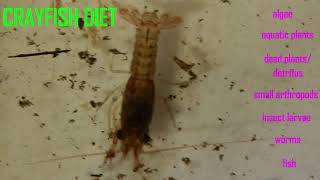 crayfish in freshwater food chains