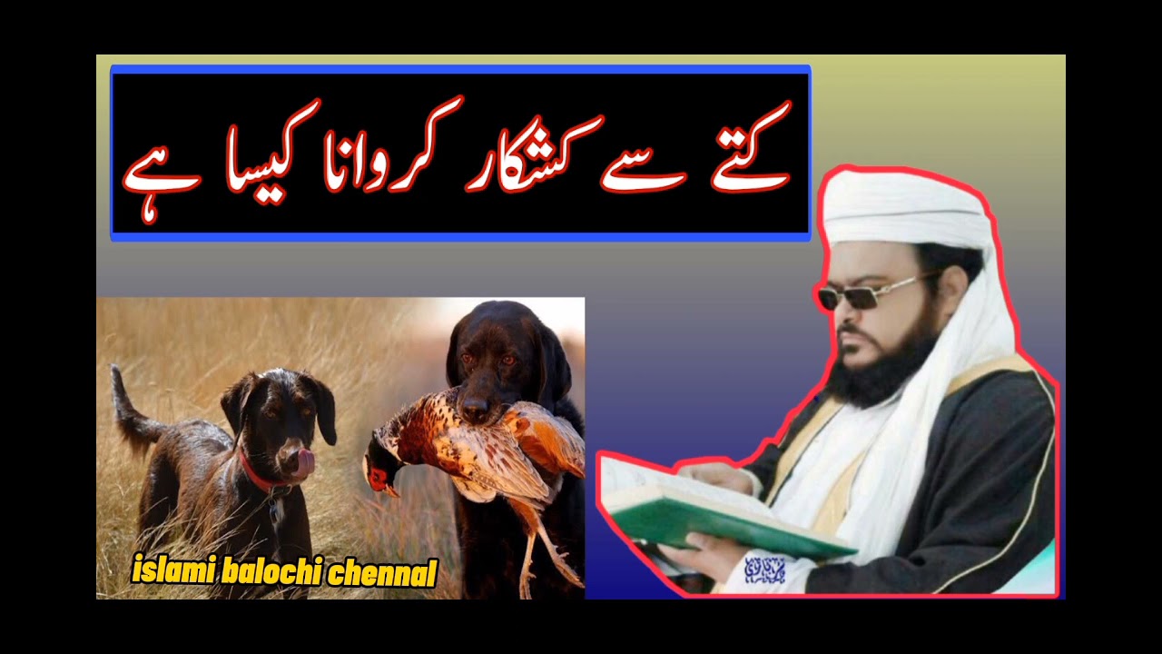 کتے سے شکار کروانا کیسا ہے شکار حلال ہے یا حرام