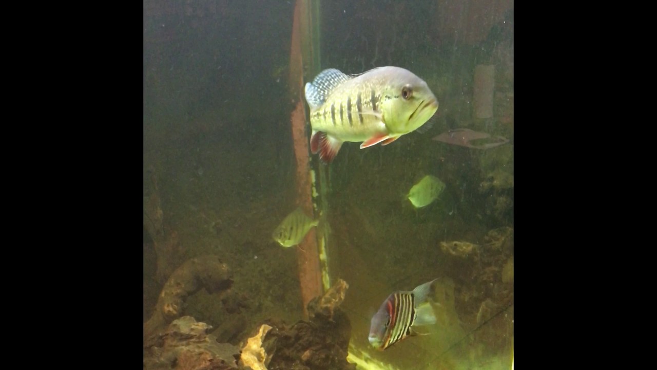 keeper security Rotkeil severum breeding pair with fry in 210 gallon beast tank