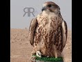 اجمل مافي غيبتك زادتني ابداع  فجرت طاقات الخيال العظيمه