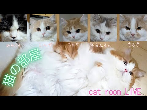 マンチカン、ミヌエット　猫の部屋配信　【LIVE】
