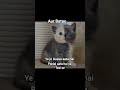 Funny Reels #beauty #memes #relatable #aesthetic #trending #viral #catmemes #funny #tweetreels