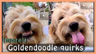 3 (More!) GOLDENDOODLE QUIRKS… which Doodle Dog Owners Know
