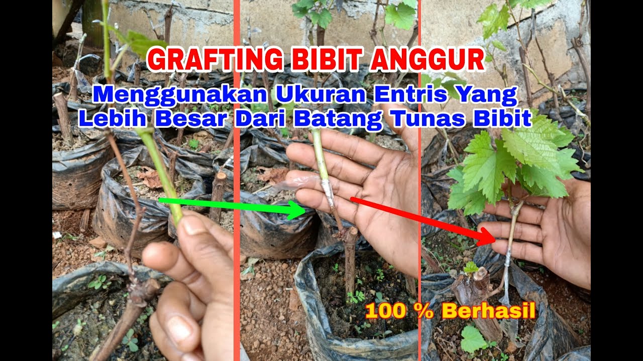 Teknik GRAFTING BIBIT ANGGUR Menggunakan Entris Lebih Besar Dari Batang Tunas  Bibit
