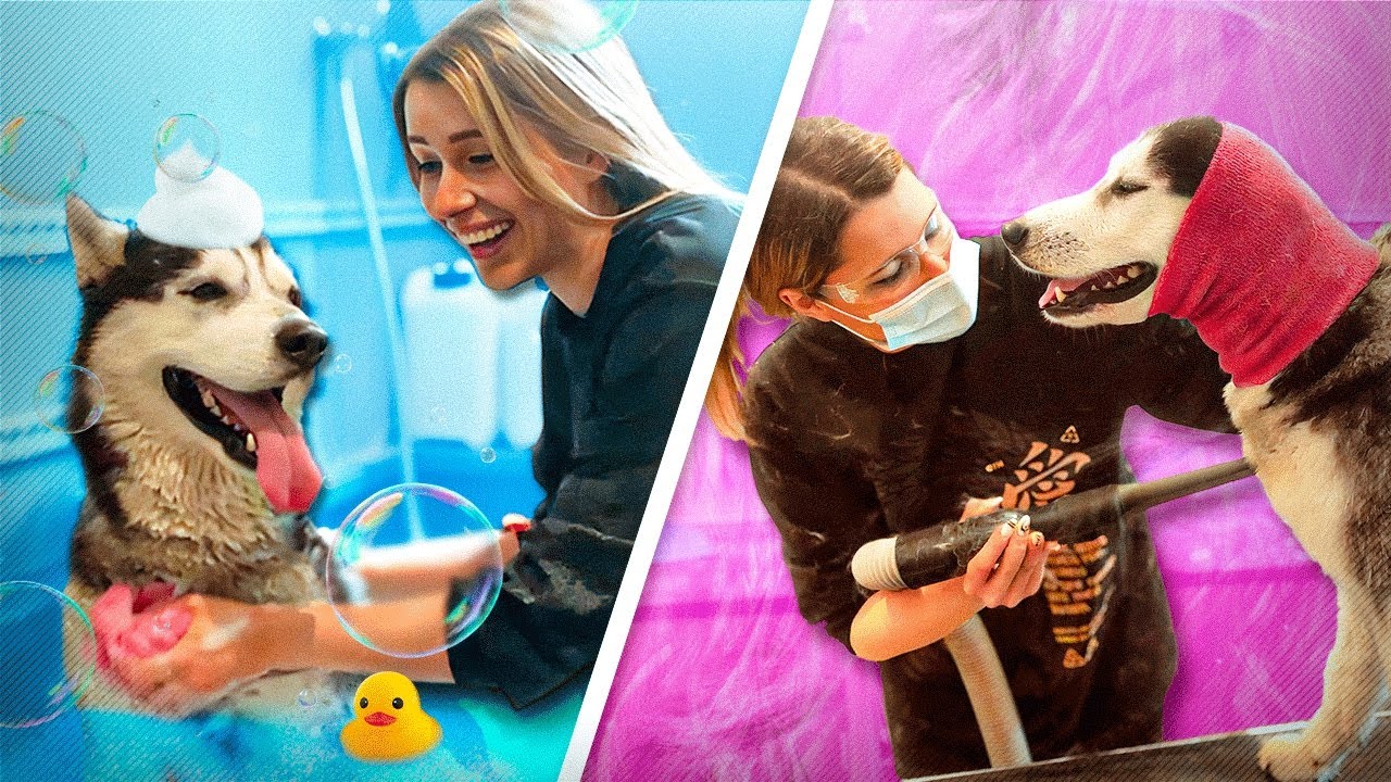 FACCIO IL BAGNO AL MIO HUSKY 🫧🧽 (URLA)