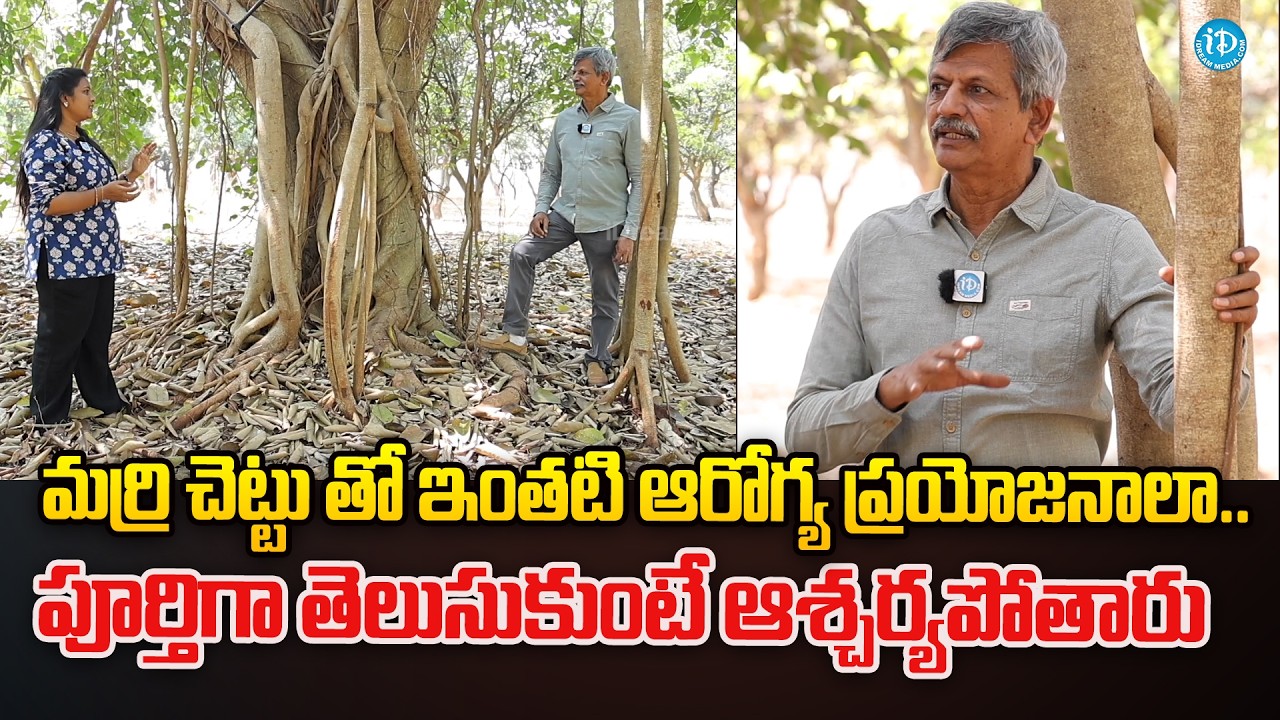 మర్రి చెట్టు తో ఇంతటి ఆరోగ్య ప్రయోజనాలా..|#Marri_Udalu Uses in telugu | Marri Chettu | Anjaneya Raju