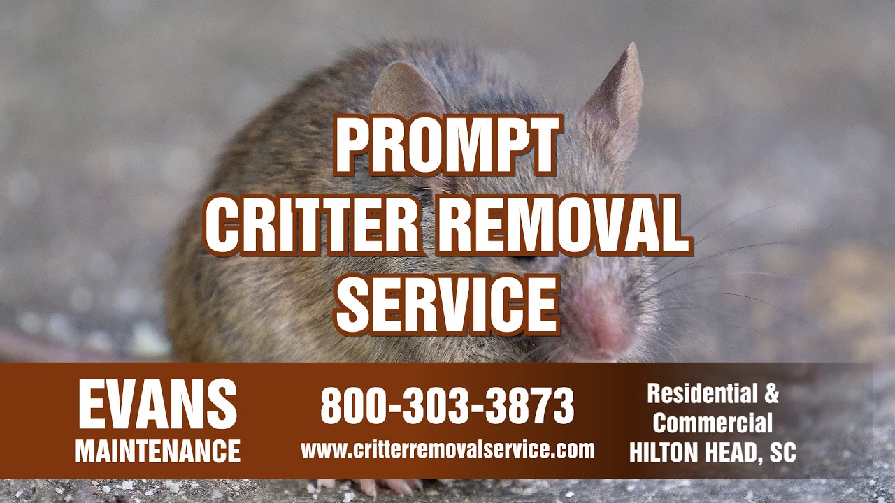 Raccoon Control Hilton Head, Remove Raccoons From Home - Critter Removal  Service