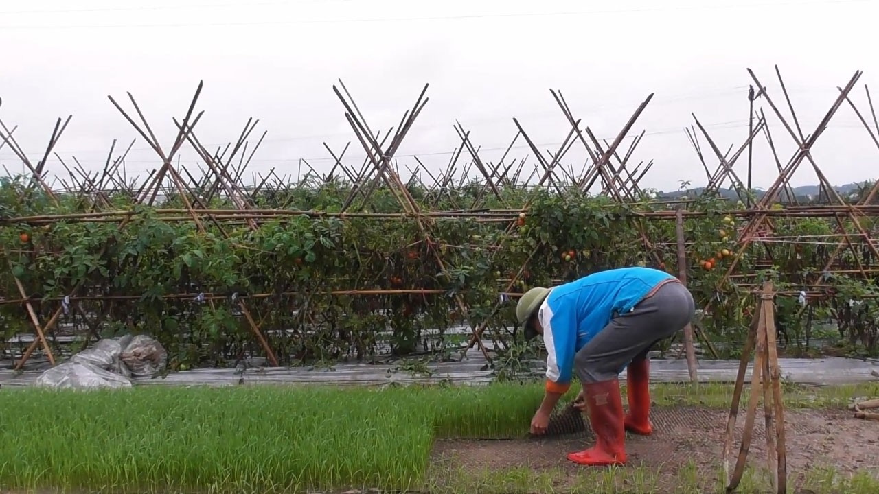From Seedlings to Golden Fields – The Journey of Traditional Rice Transplanting in Rural Vietnam