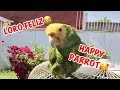 LORO FELIZ  CANTANDO / HAPPY PARROT