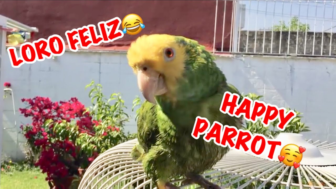 LORO HABLANDO Y CANTANDO / HAPPY PARROT