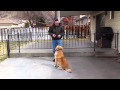 Why A Balanced Approach To Training Your Dog Is Best Why A Balanced Approach To Training Your Dog Is Best