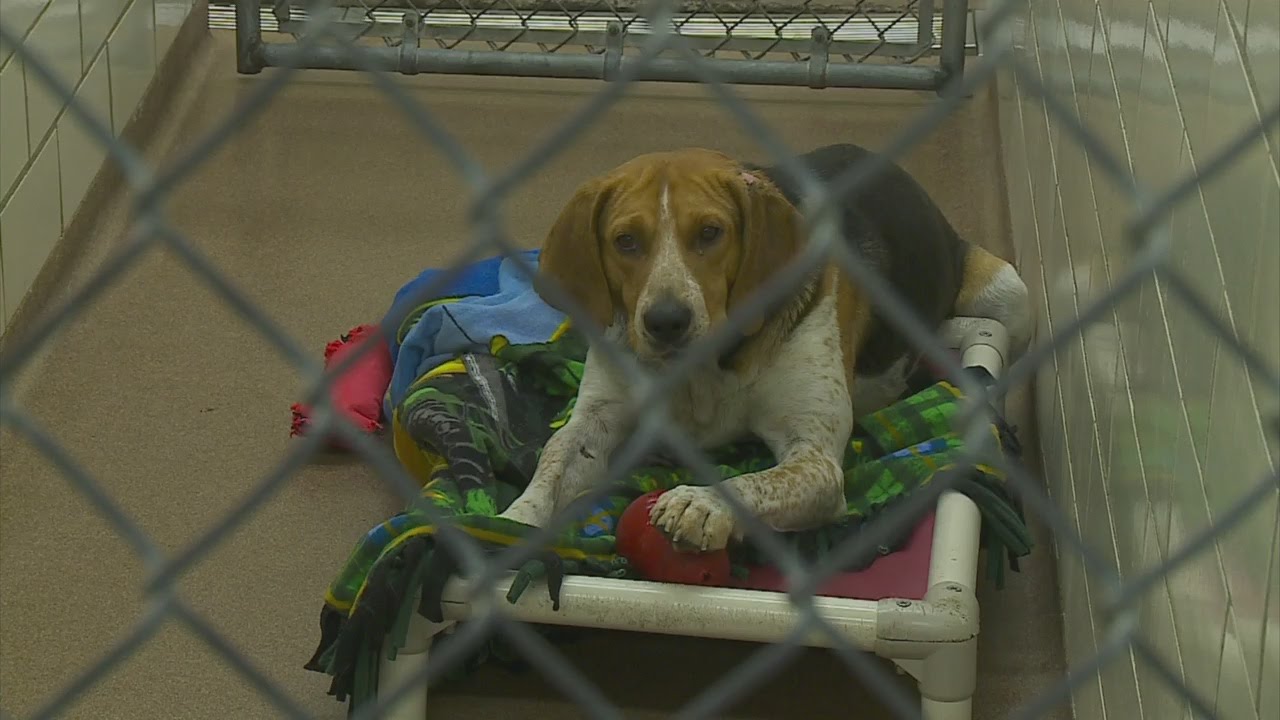 Humane Society Takes In 53 Northern Minnesota Hound Dogs YouTube humane-society-takes-in-53-northern-minnesota-hound-dogs-youtube