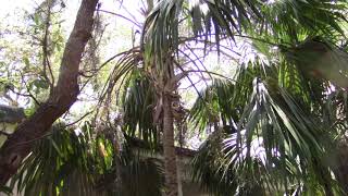 Thrinax excelsa  Broad Thatch, Jamaican Thatch Palm