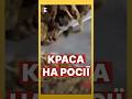 😂Краса па-рузкі: маски з козячого г&amp;вна #новини #еспресо