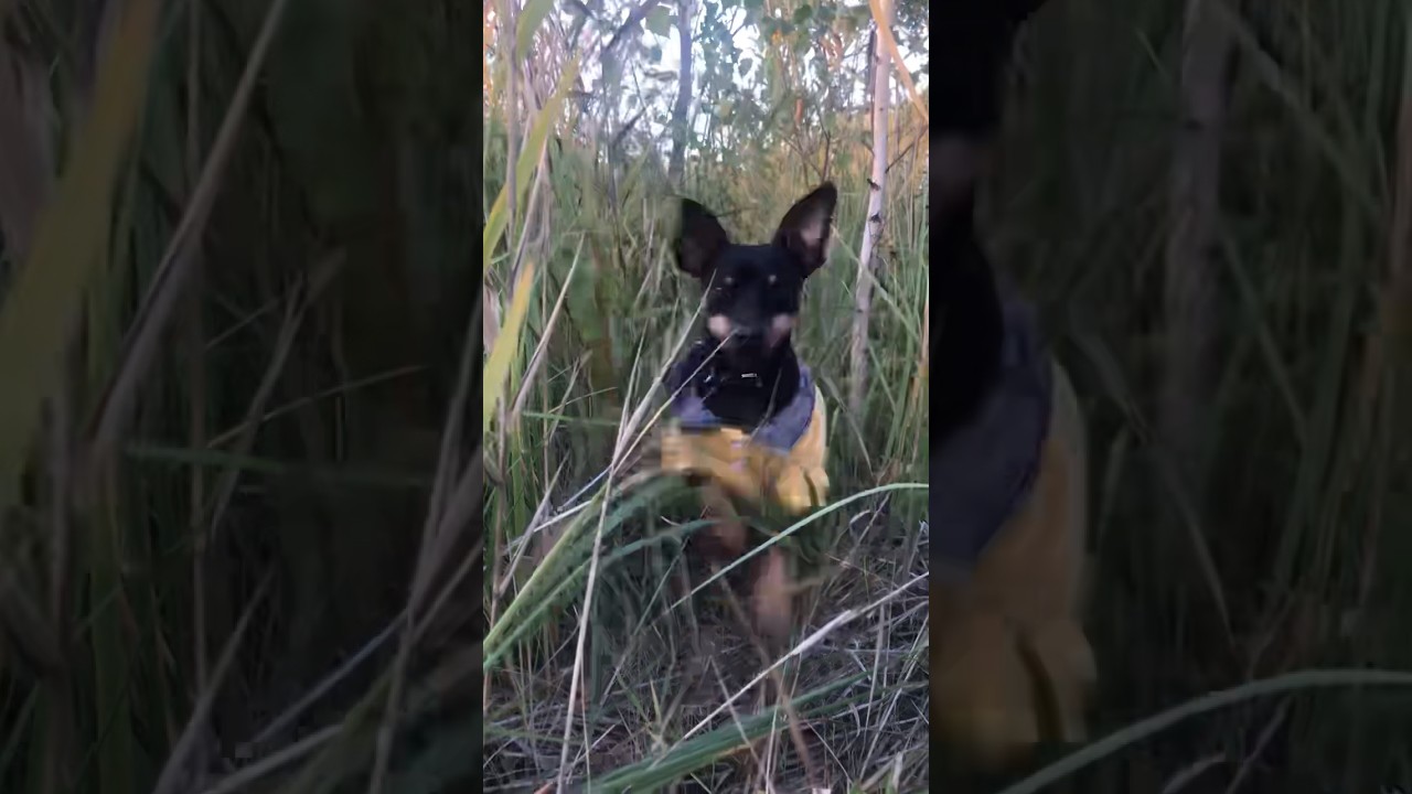 Сыщик Морти 