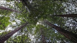 Bosque de Secuoyas, Cabezón de la Sal – Cantabria (España)