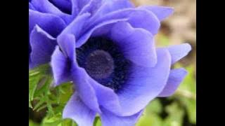 Download lagu Pachelbel's Canon - London Symphony Orchestra