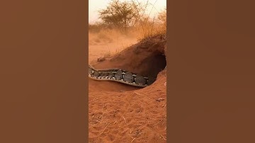 Shocking Burrow Ambush Giant Python Lunges Out and Grabs a Leopard#Python #Leopard #AnimalEncounter