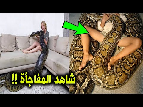 فيديو: تماما اللسان خارج مسابقة الصور