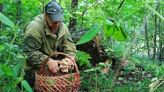 Внимание! В Беларуси пошли грибы опята. Они везде!