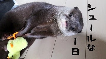 カワウソ コタロー　シュールな1日　Otter Kotaro One Surreal Day