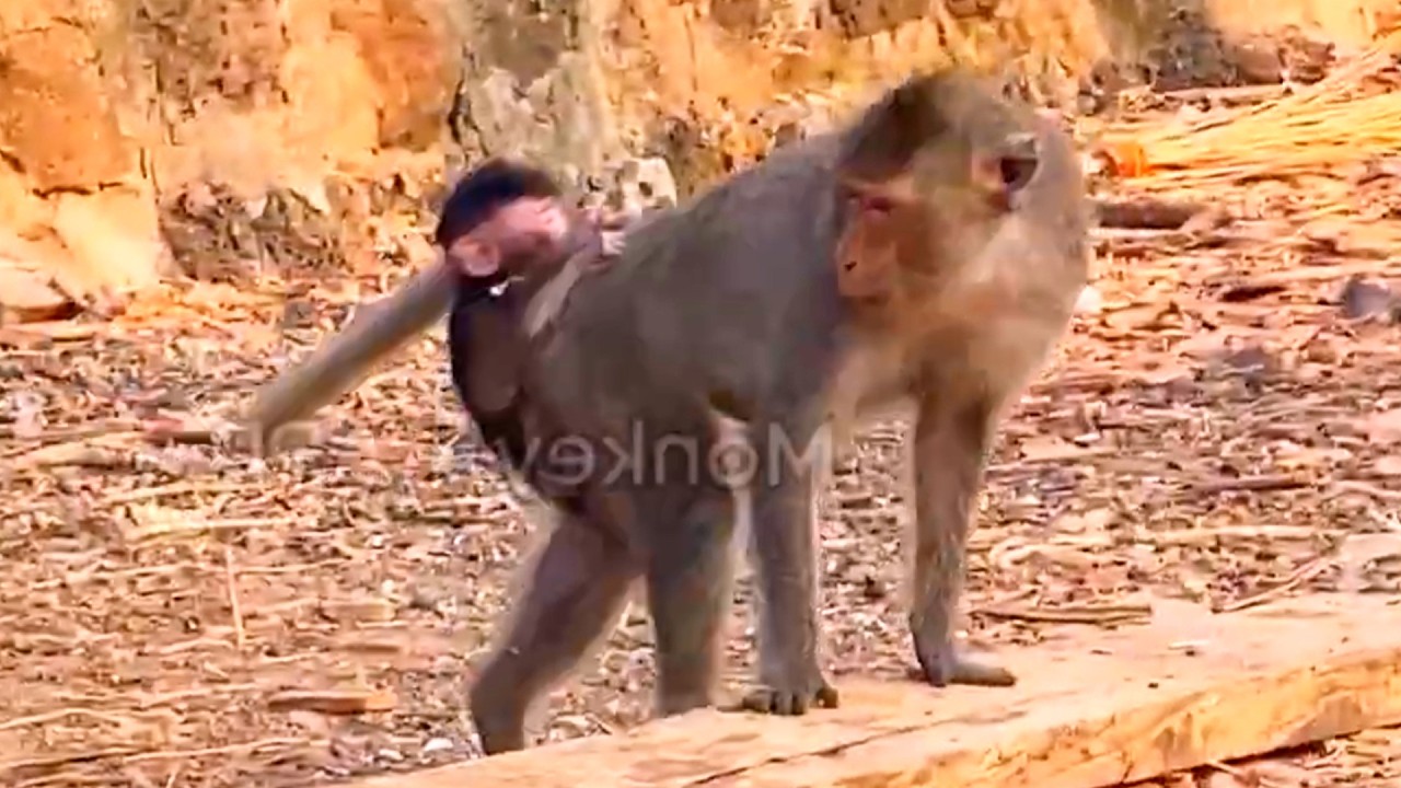 Copy of Live: AlIKA Has Two Babies — Learning How to Care for Her Newborn 🐒💛