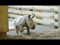 Meet our four-week-old rhino calf Nyah!