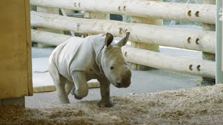 Meet our fourweekold rhino calf Nyah!