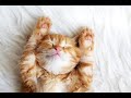 Musik Leicht Zu Schlafen - Schlafen Sie Tief In 5 Minuten - Katzen SchlafMusik