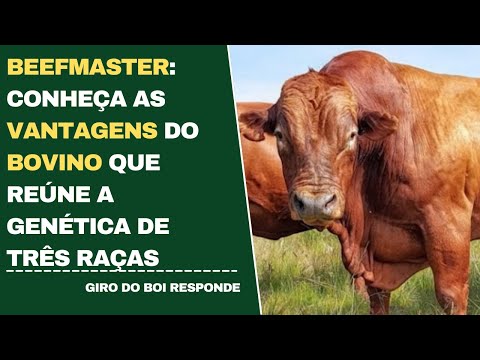 BEEFMASTER: CONHEÇA AS VANTAGENS DO BOVINO QUE REÚNE A GENÉTICA DE TRÊS RAÇAS