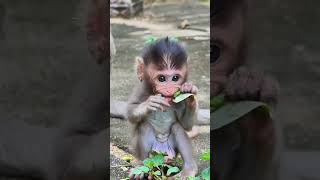 A little baby monkey playing happy and funny 092 #shorts
