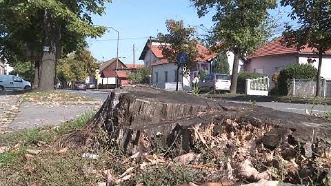Ekolozi i građani traže pojačano ozelenjavanje javnih površina u Bijeljini