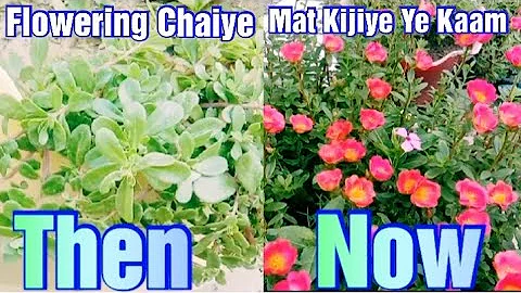 Purslane Not Flowering What to Do | How to Get more Flowers in Portulaca | Wanderfullgarden