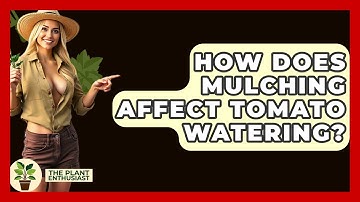How Does Mulching Affect Tomato Watering? - The Plant Enthusiast