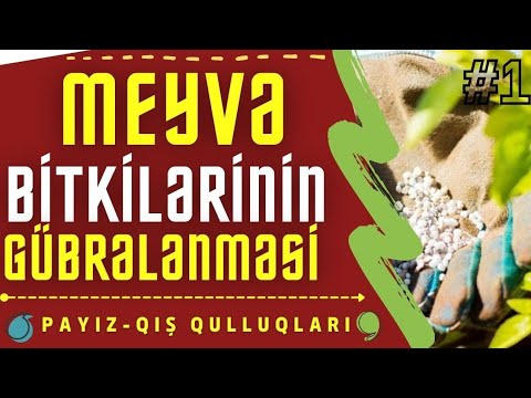 Video: Gübrə verən albalı ağacları - albalı ağacını necə və nə vaxt gübrələmək olar